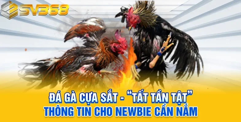 đá gà cựa sắt